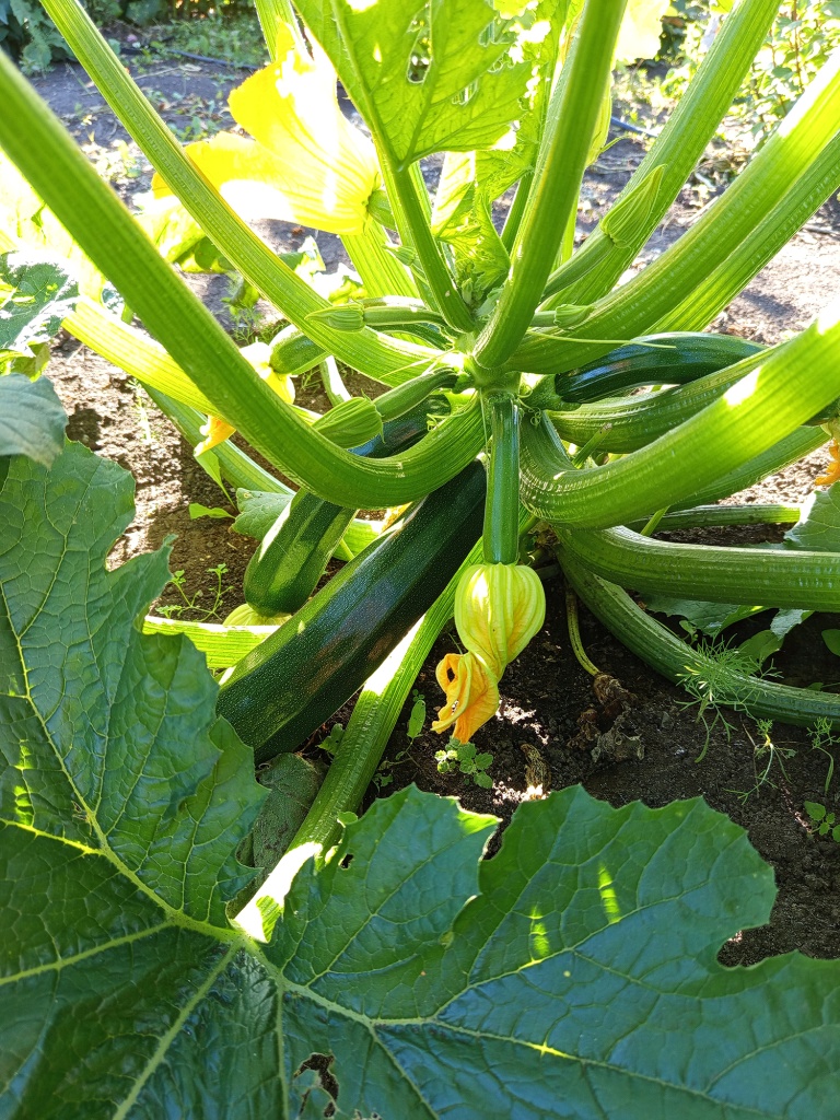 Молодые цуккини Аэронавт, 1.jpg Молодые цуккини Аэронавт, 1.jpg