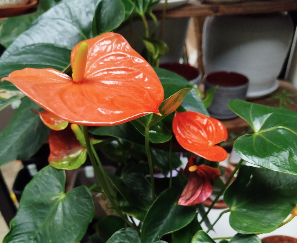 Антуриум красный.jpg