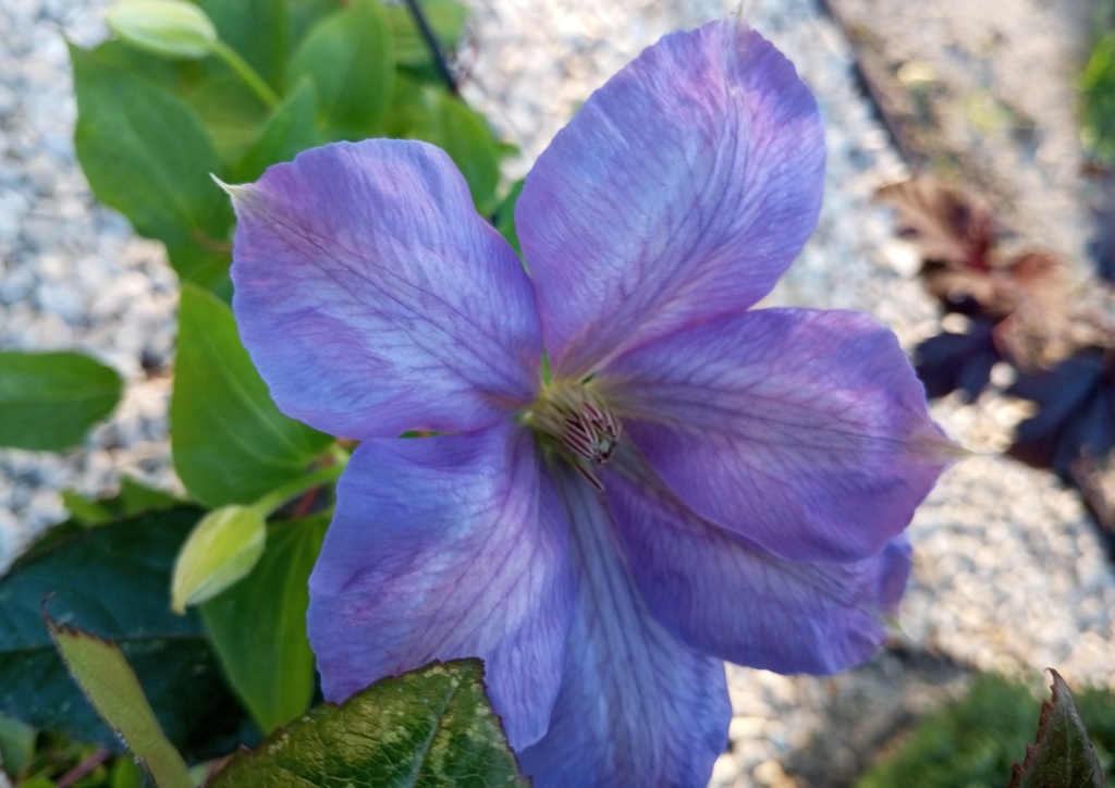 Клематис Миссис Чолмондели .jpg