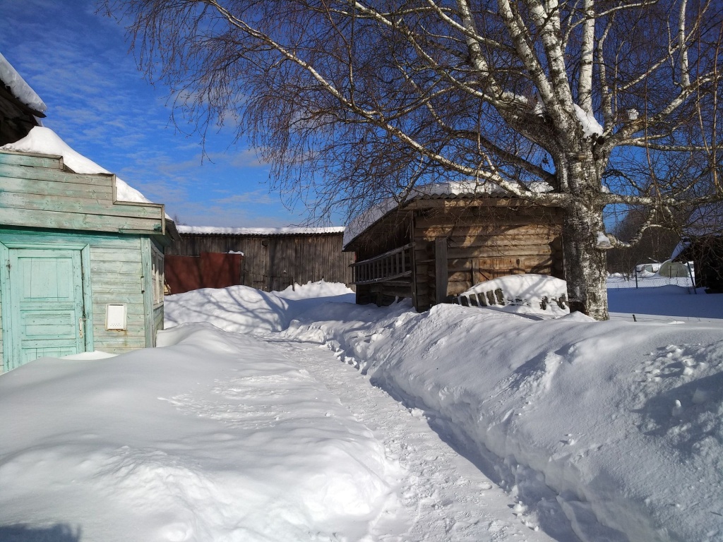 береза на участке.jpg