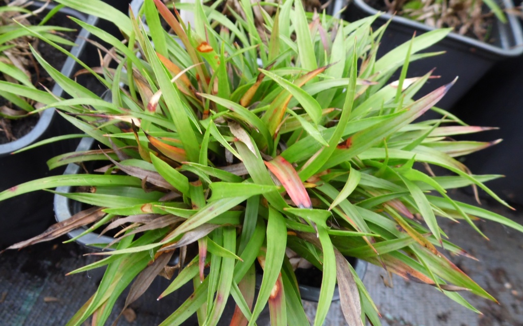 Ожика волосистая с болезнями.JPG