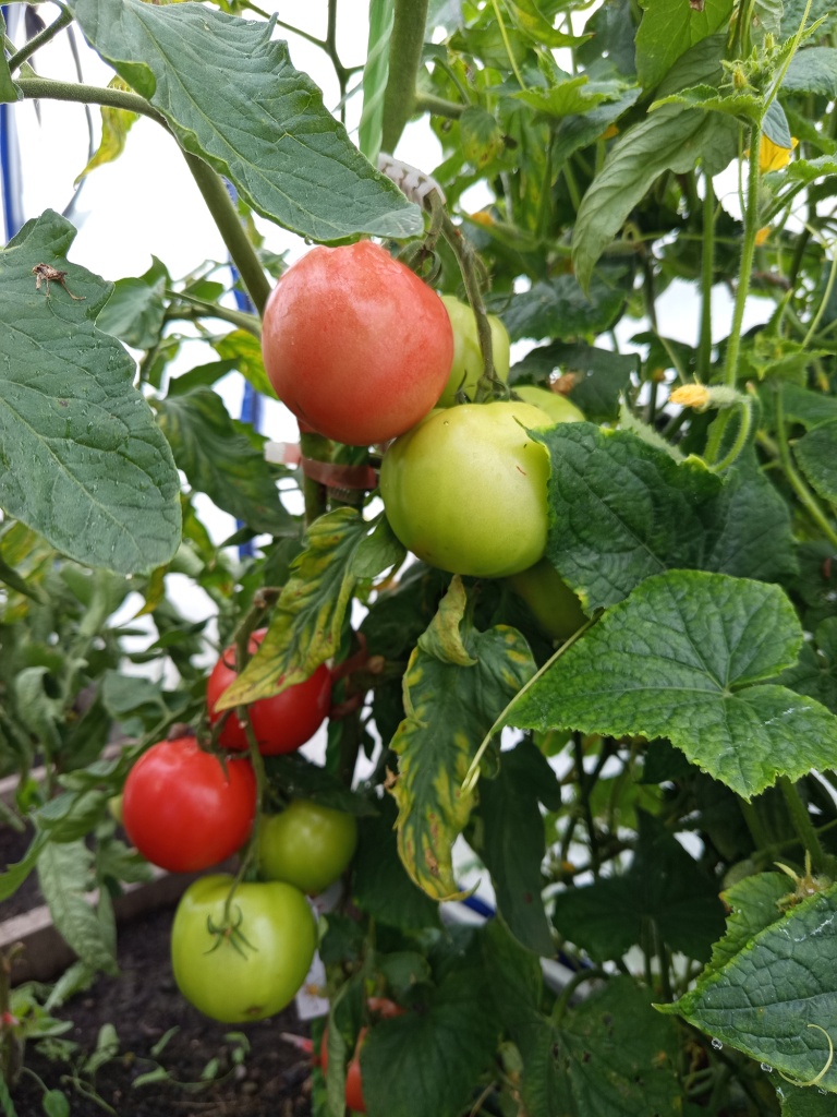 Плоды устойчивы к растрескиванию.jpg Плоды устойчивы к растрескиванию.jpg