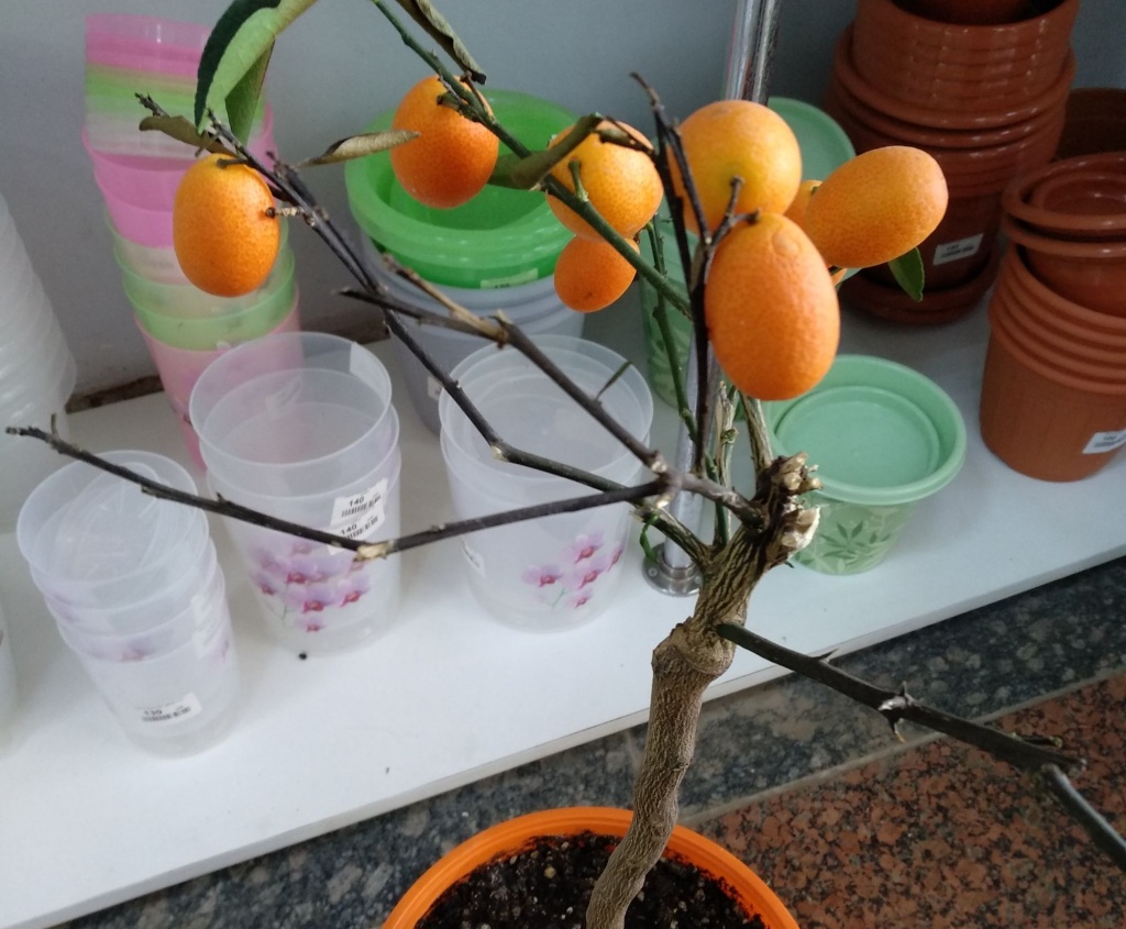 Цитрус Маргината.jpg