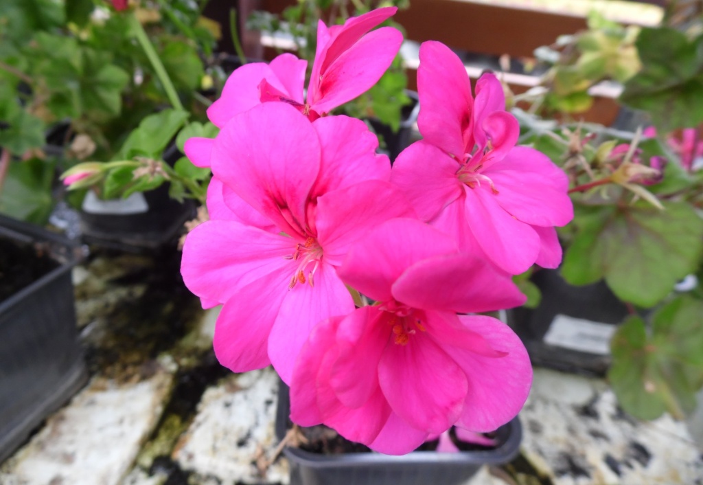 Пеларгония плющелистная Toscana Medio Lollipop Marishka dark red.JPG