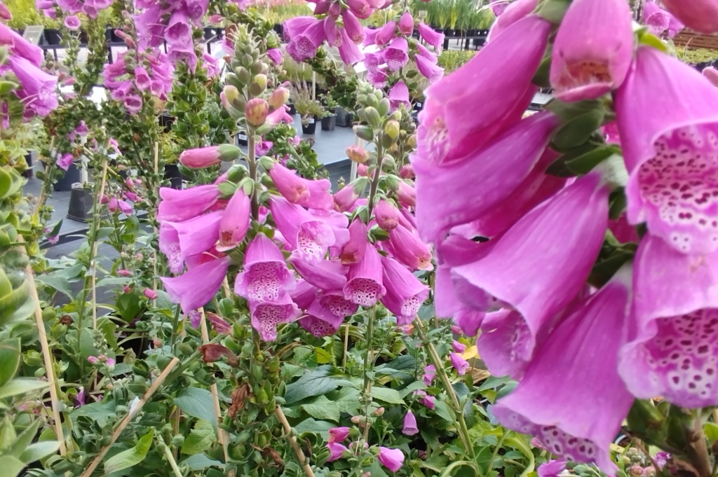 Наперстянка Далматин Парпл Импрувд.jpg