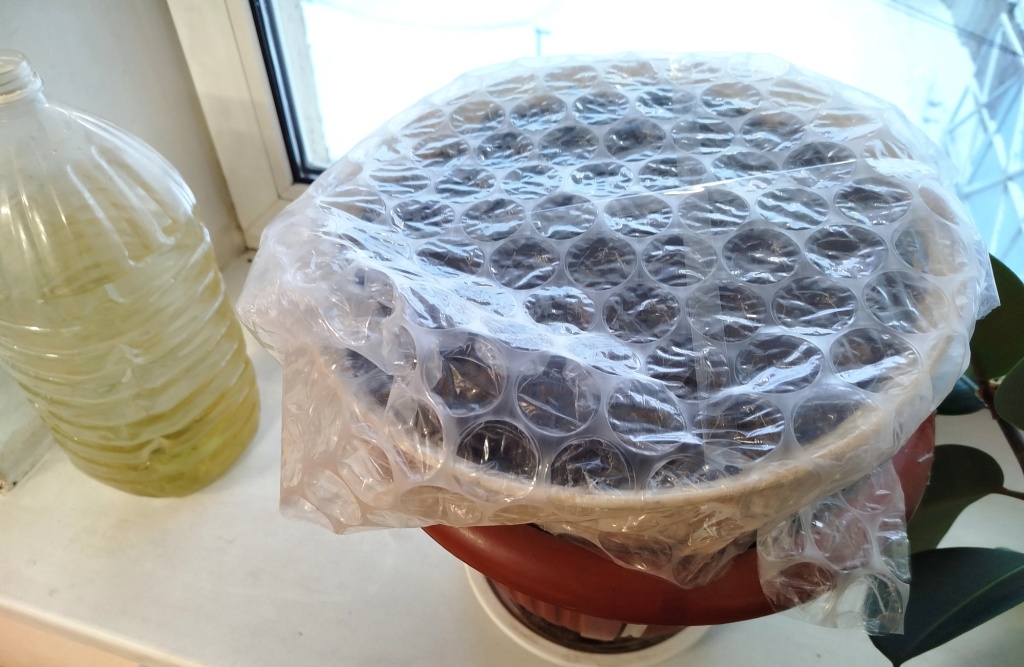 редис на подоконнике 3.jpg редис на подоконнике 3.jpg