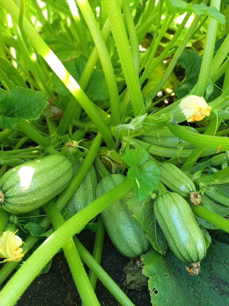 Только успевай собирать урожай.jpg Только успевай собирать урожай.jpg