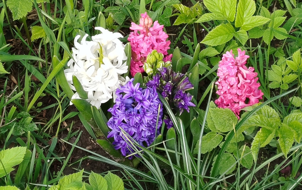 Гиацинты.jpg