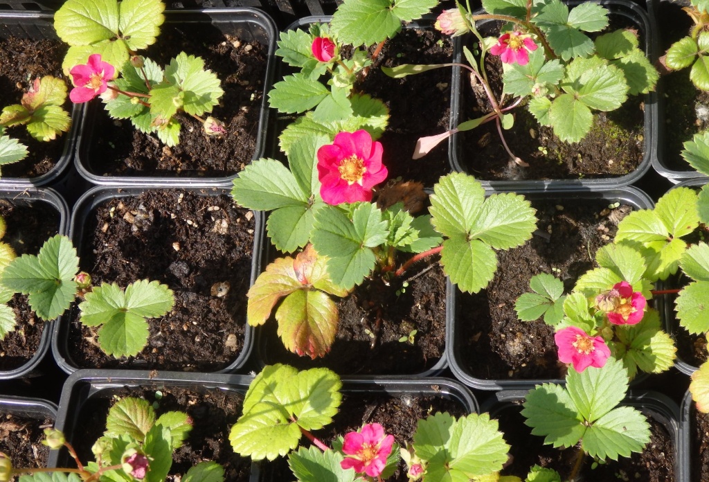 Земляника Тоскана.JPG