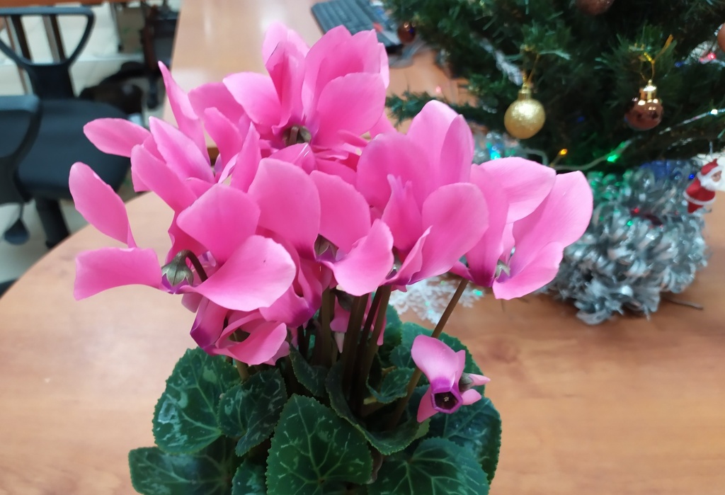 Цикламен 2.jpg