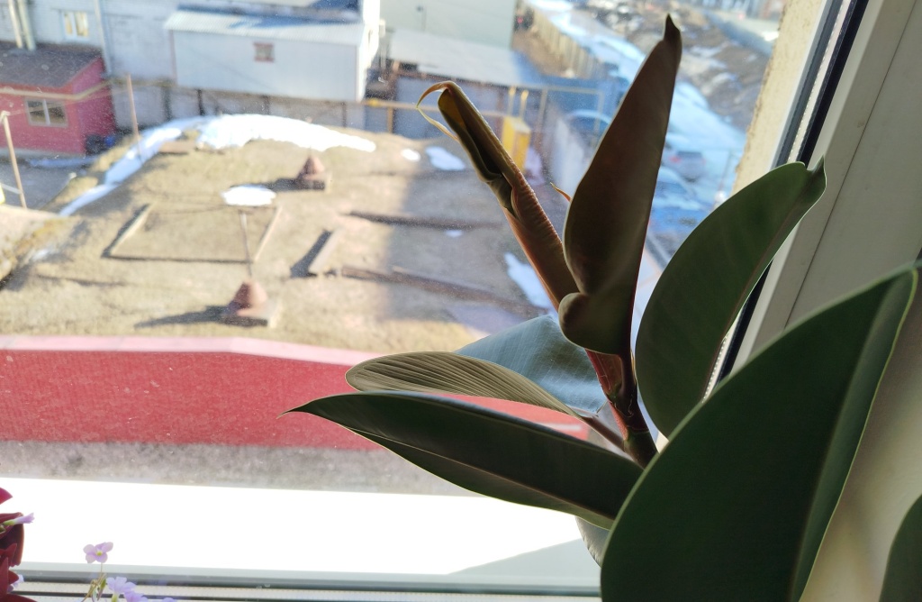 весна в комнате.jpg