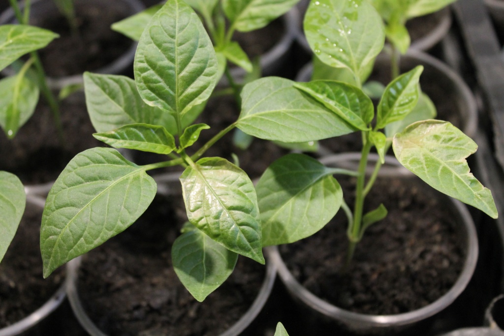 Солнечный ожог.JPG