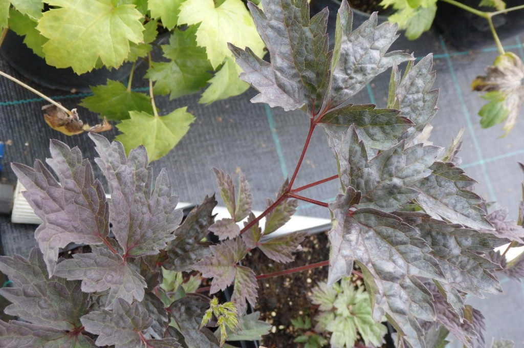 Клопогон простой Брюнет.JPG