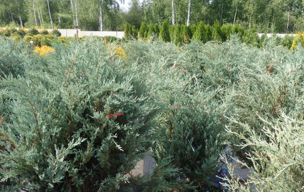 Можжевельник скальный Мунглоу.JPG