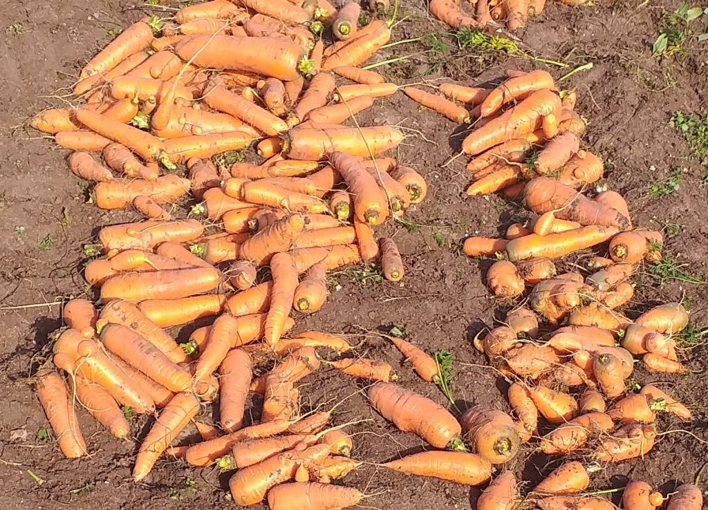 Как правильно подкармливать морковь перед посадкой солью мочевиной и другими удобрениями