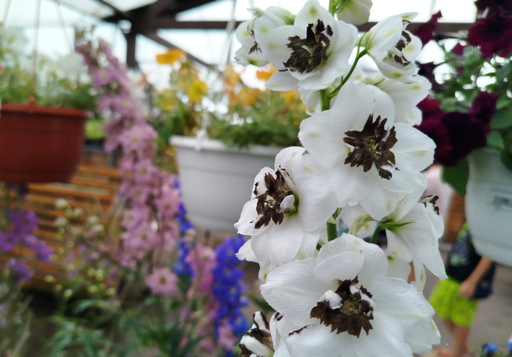 Дельфиниум Меджик Фонтейн Вайт Дарк Би.jpg