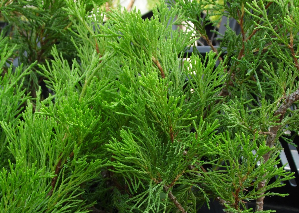 Можжевельник казацкий Фемина.JPG