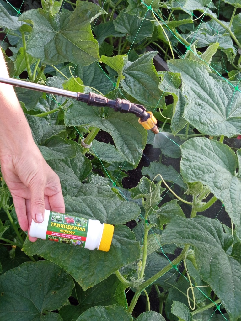 Обработка триходермой по листу в период дождей.jpg