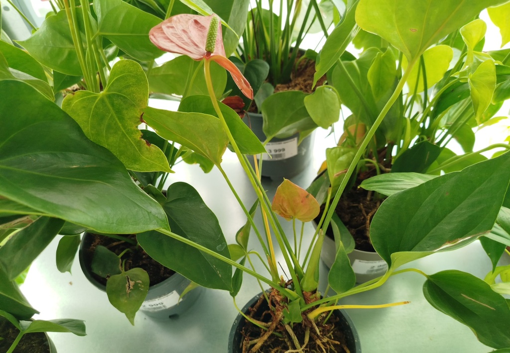 Антуриум красный.jpg