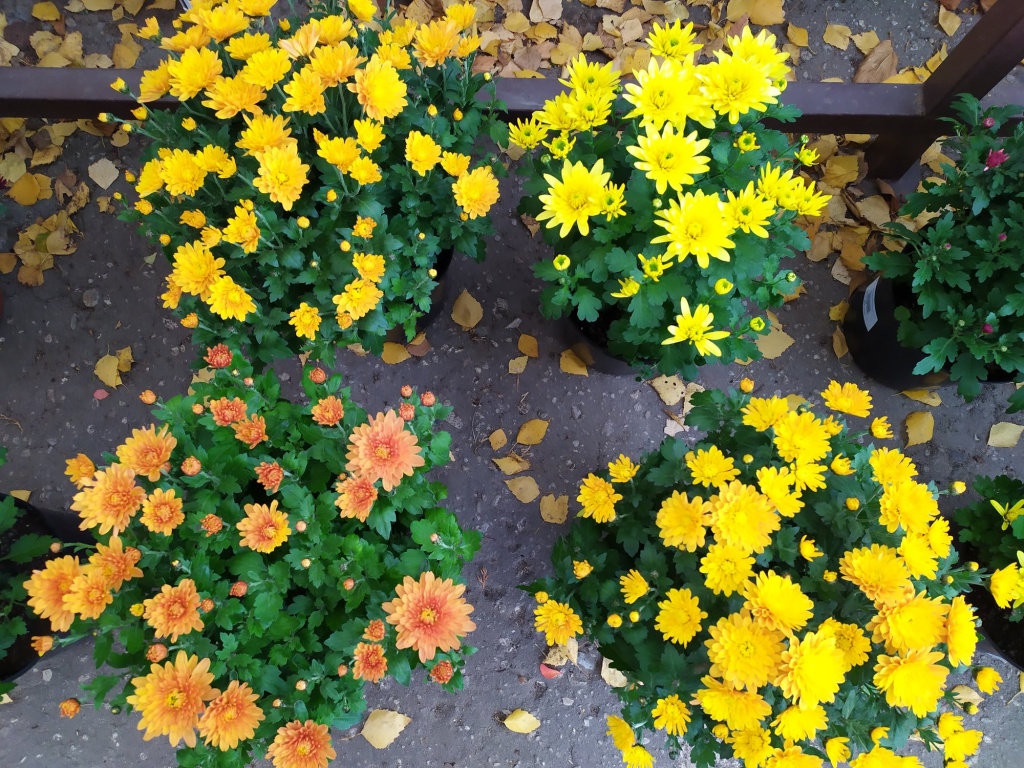IMG_20211016_150953.jpg