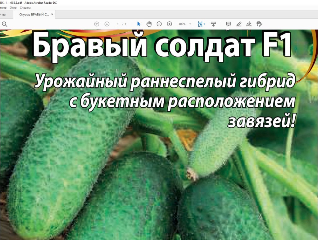 огурец пучковый.jpg огурец пучковый.jpg