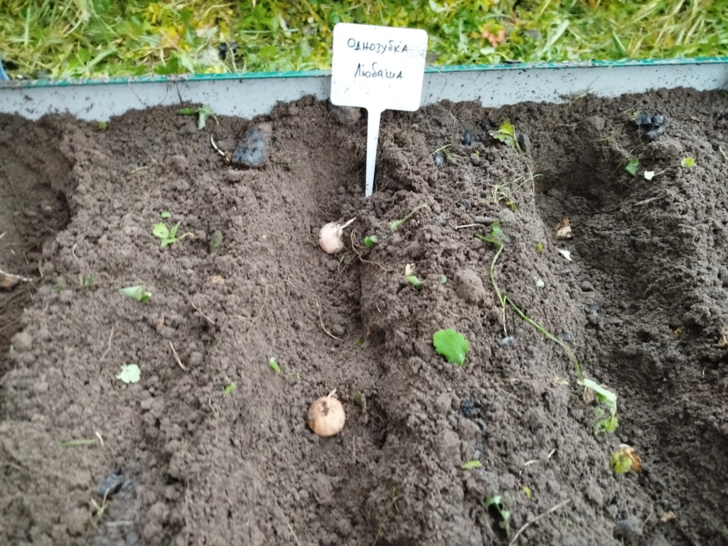 Посадка однозубки.jpg