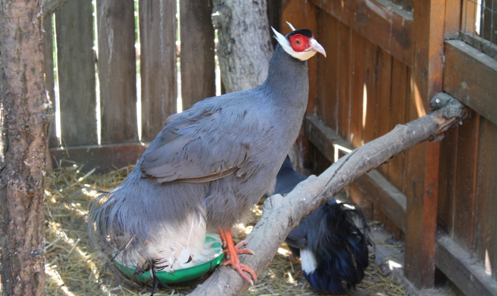 Синий ушастый фазан.JPG