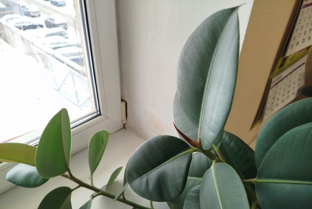 Фикус Эластика, листья.jpg