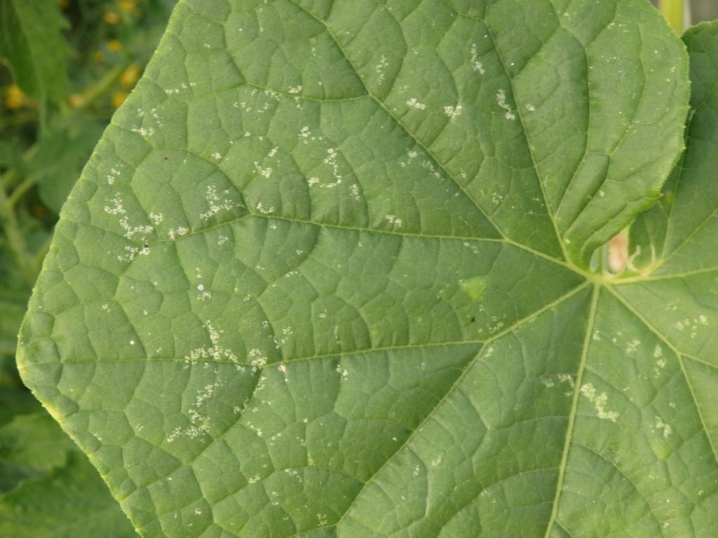 Бактериальная угловатая пятнистость огурца.JPG