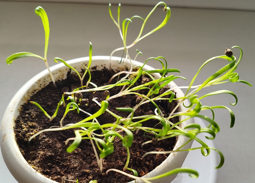 Шпинат Старк на подоконнике.jpg