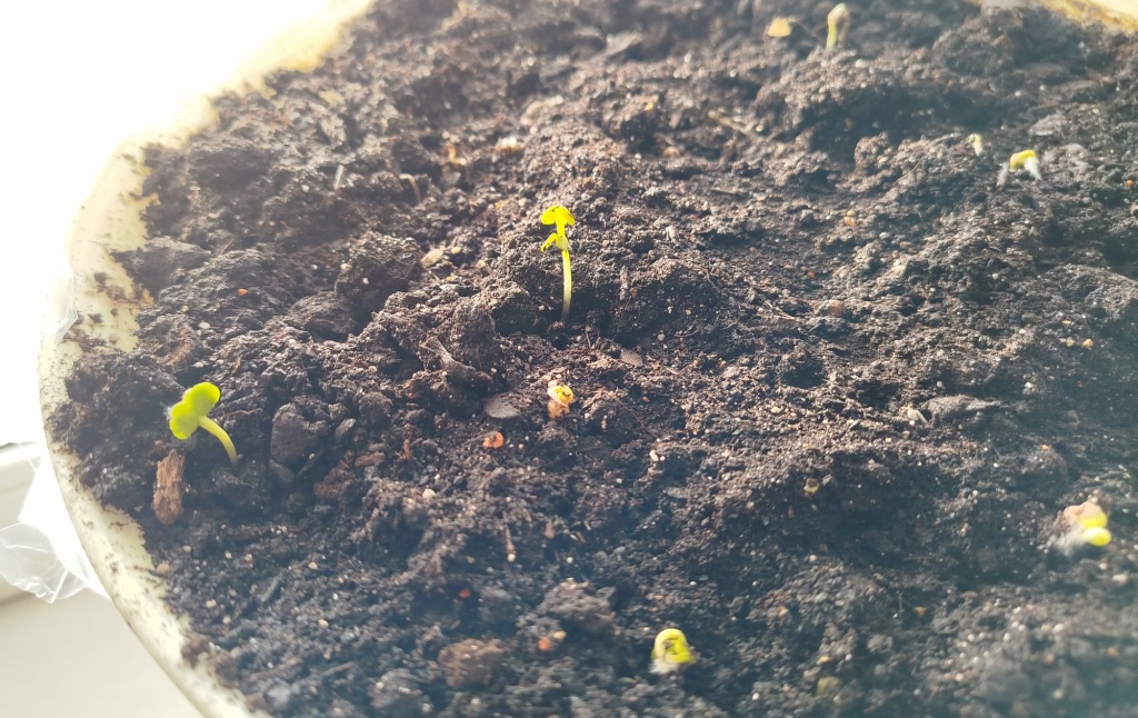 редис на подоконнике 2.jpg редис на подоконнике 2.jpg