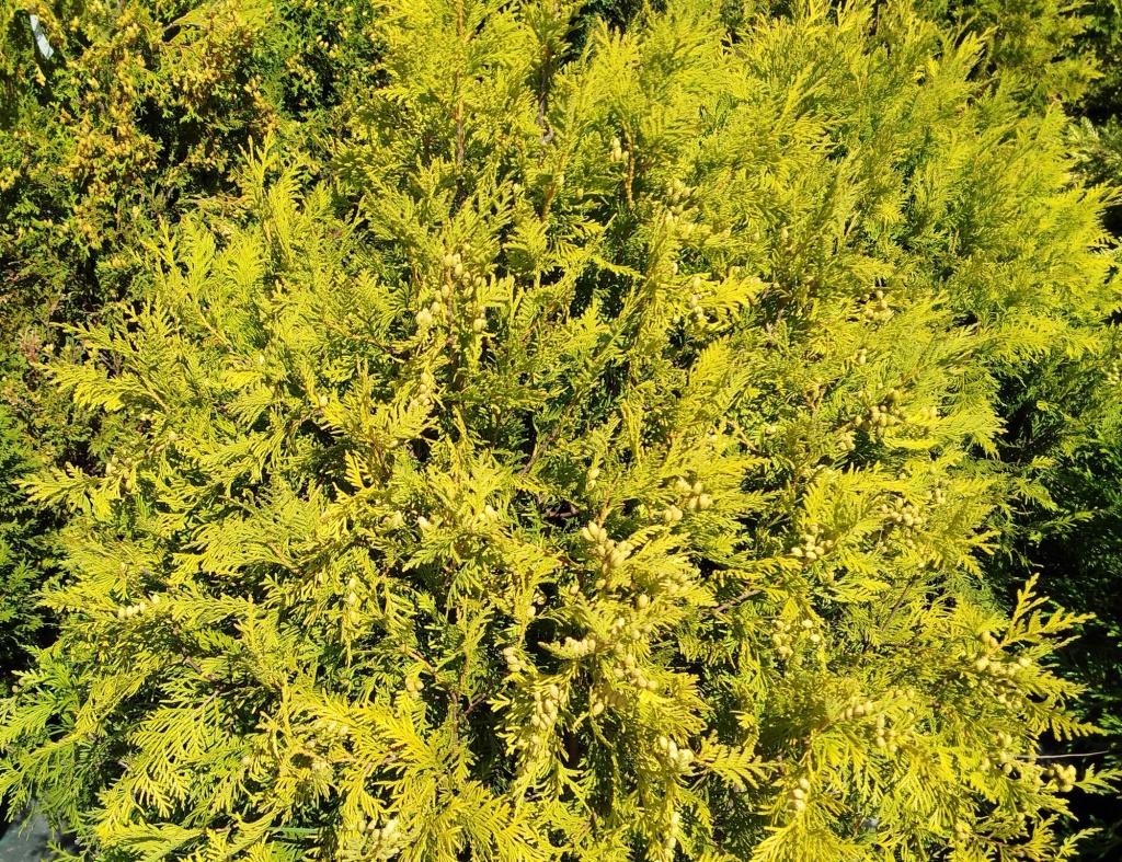 Туя западная Голден Глобс.jpg