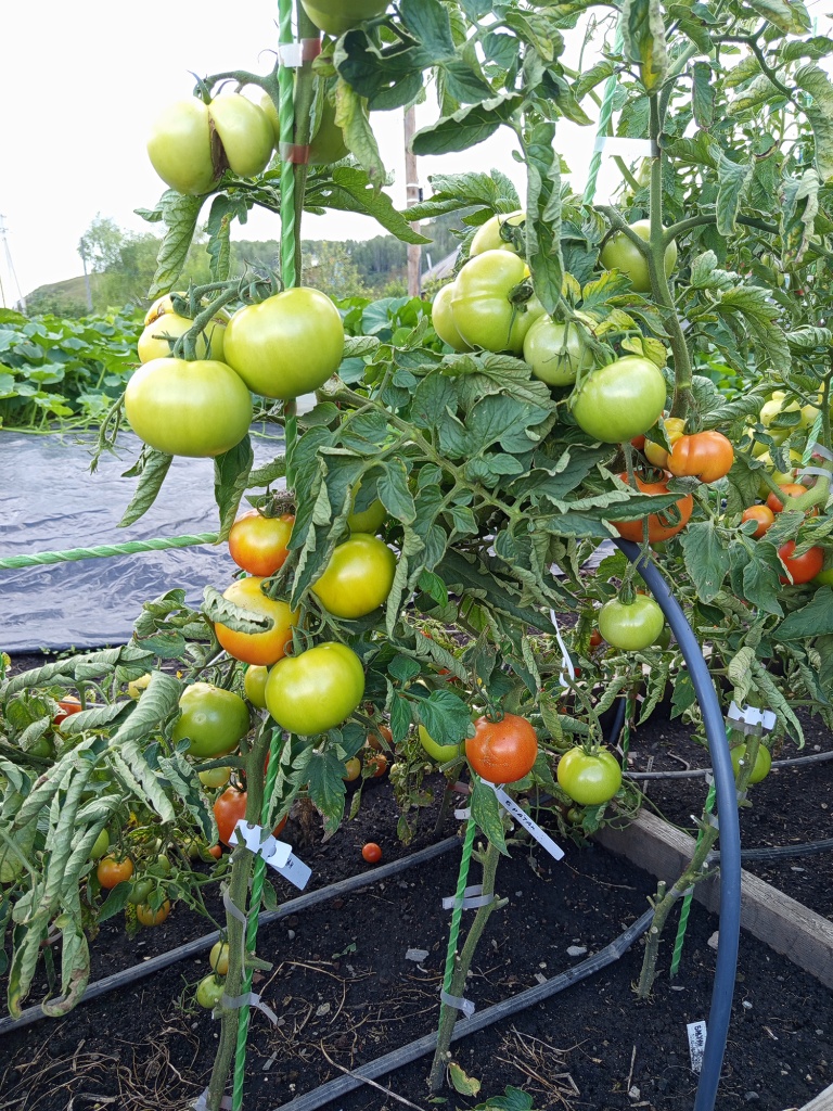 Гибрид устойчив к болезням.jpg