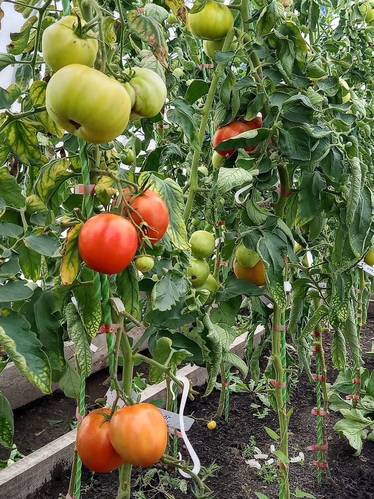 Разгар лета, помидоры дружно созревают.jpg Разгар лета, помидоры дружно созревают.jpg