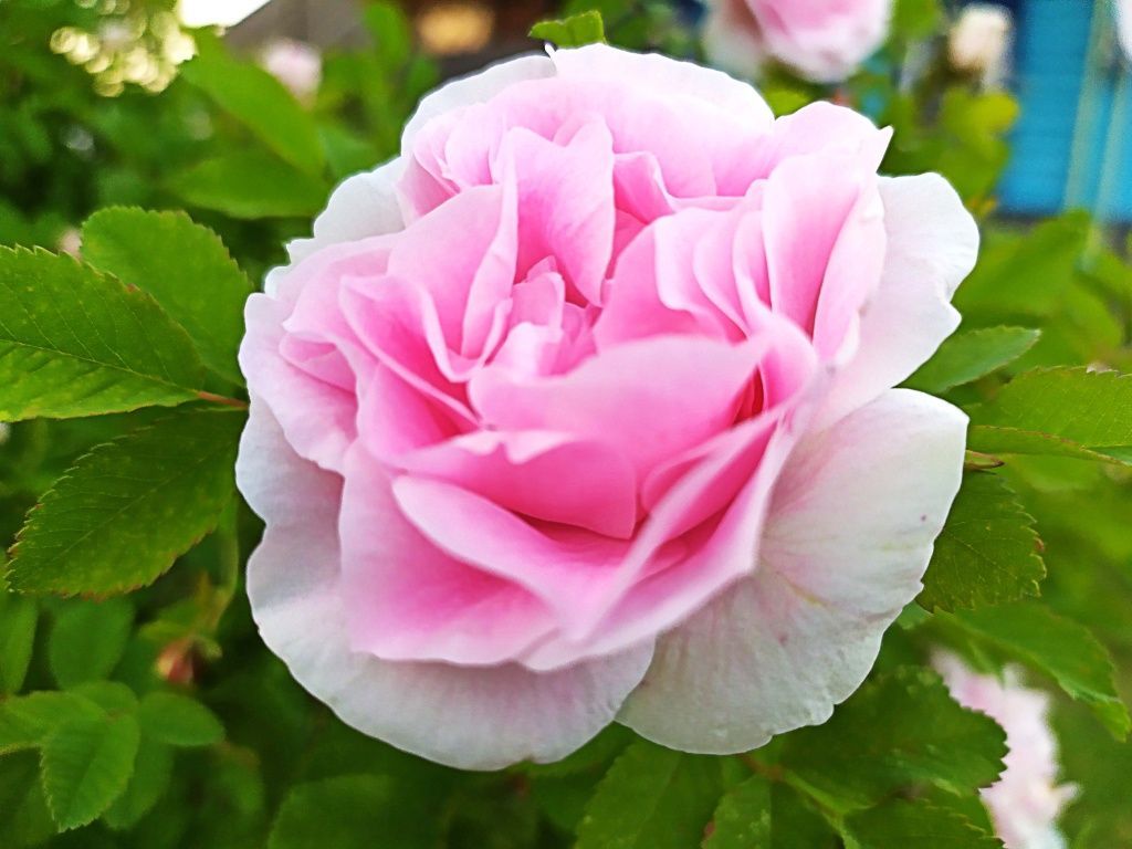 Роза-огород-фото.jpg