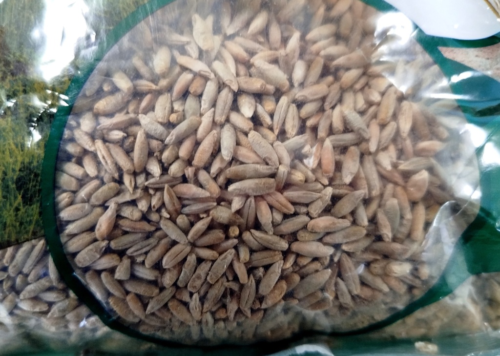 Рожь озимая_сидерат.jpg Рожь озимая_сидерат.jpg