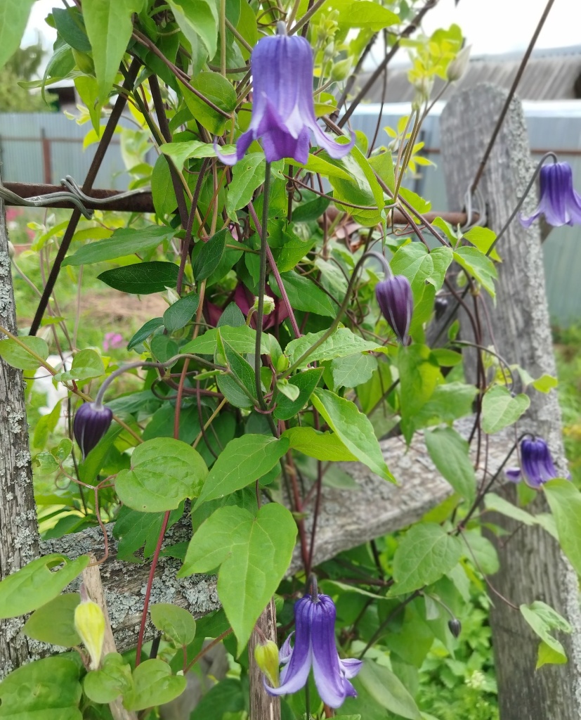 Клематис Роогучи.jpg