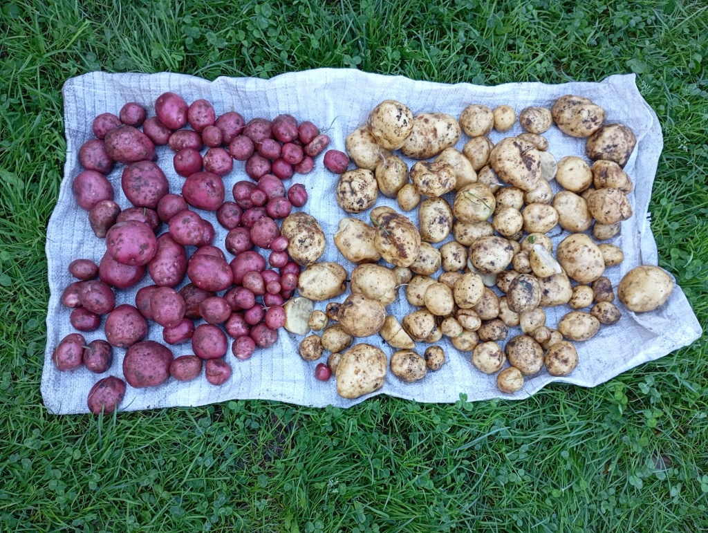 Дуэт Шарвари Пирошки и Метеора.jpg