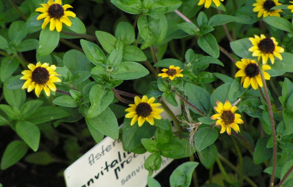 Санвиталия лежачая Sanvitalia procumbens.JPG