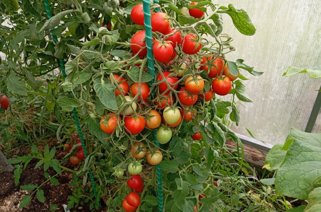 Вкусника.jpg Вкусника.jpg
