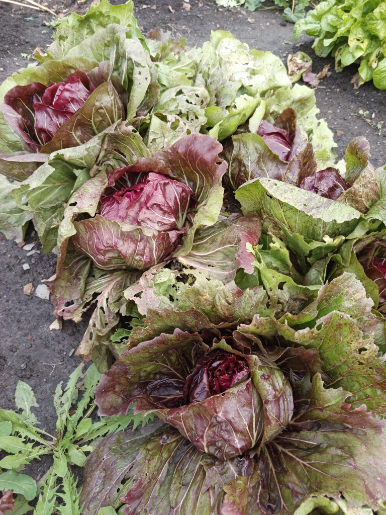 По мере формирования кочана листья окрашиваются в багряные тона.jpg