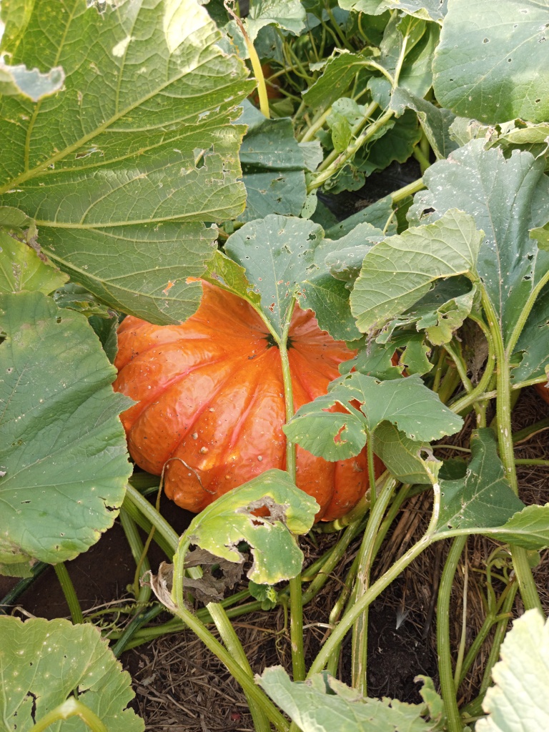 Крупные плоско округлые плоды прячутся в листве.jpg