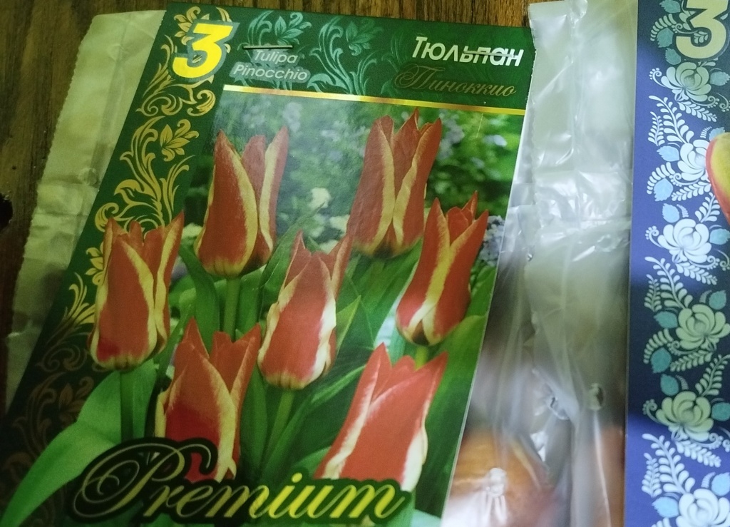 Ботанические тюльпаны.jpg