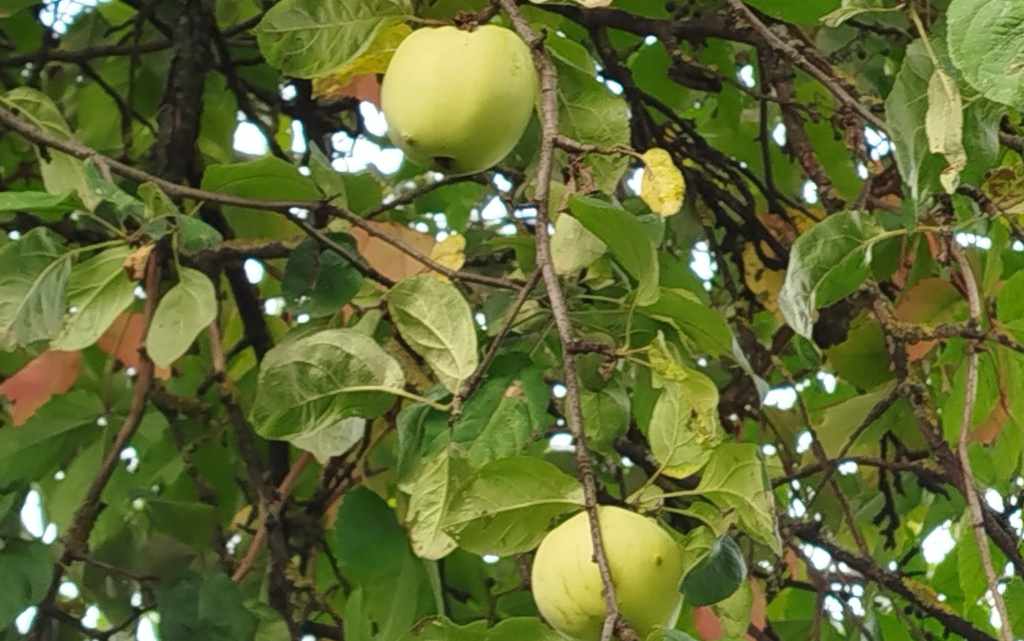 Бугорки на яблоках сорта Антоновка.jpg