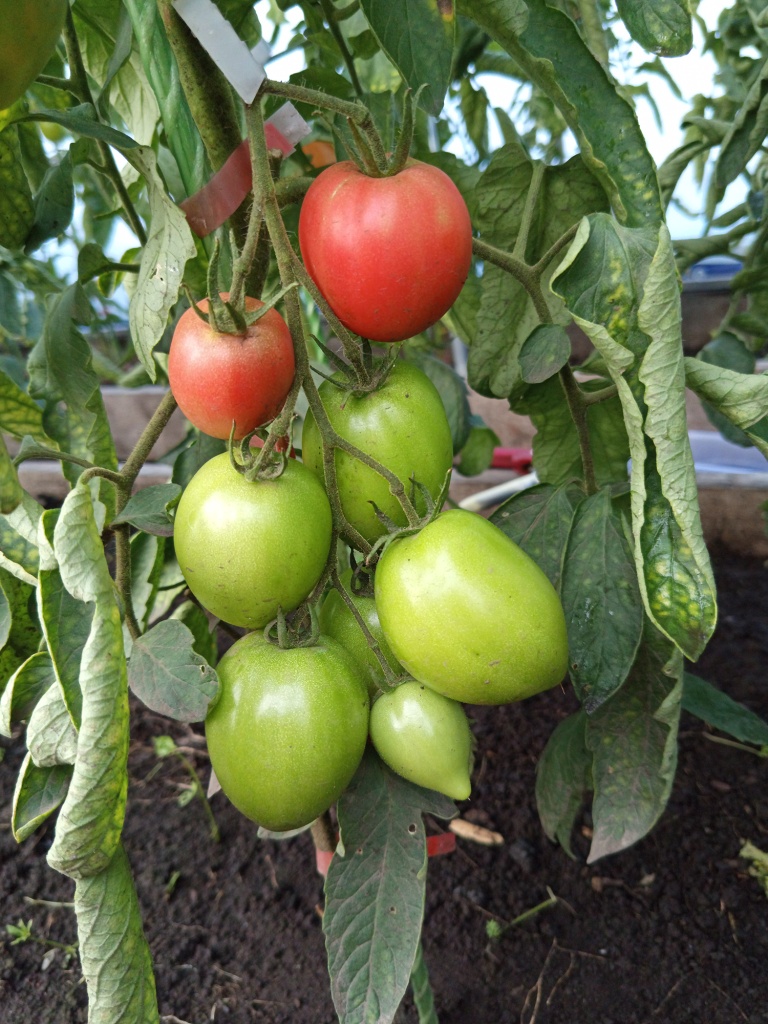 В кистях до 8-ми плодов.jpg