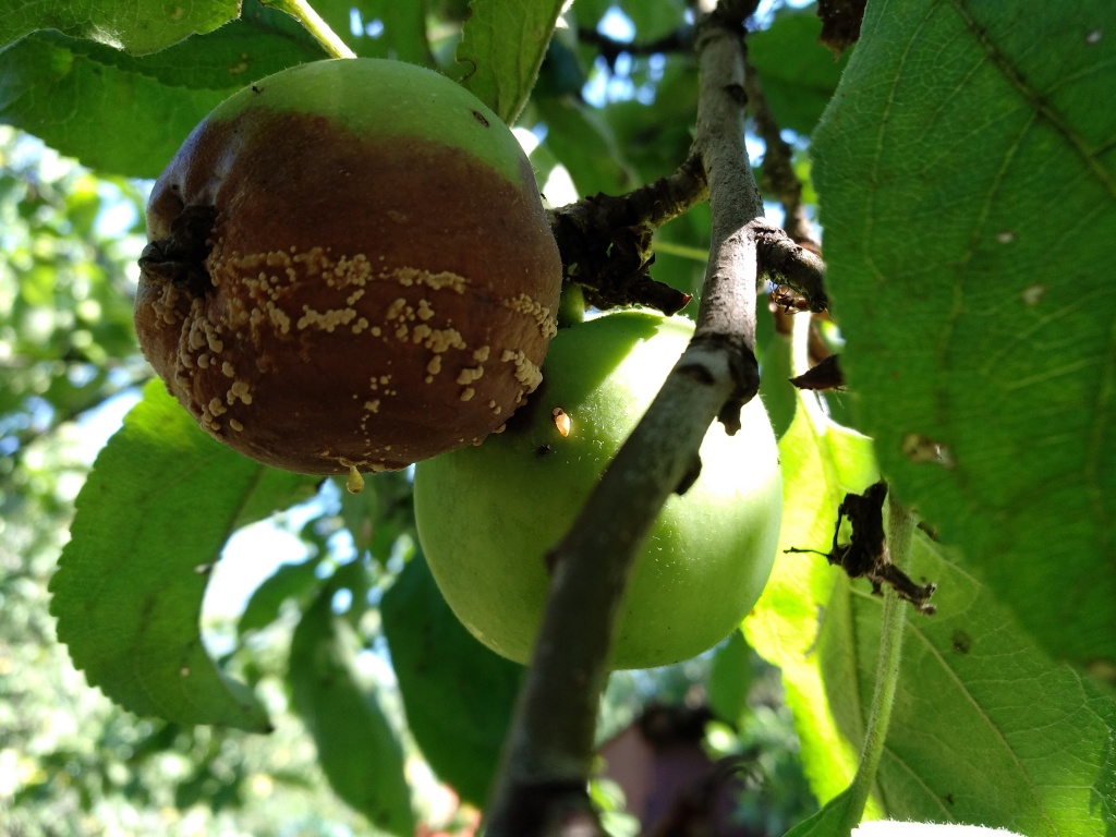 Парша и плодовая гниль яблони и груши