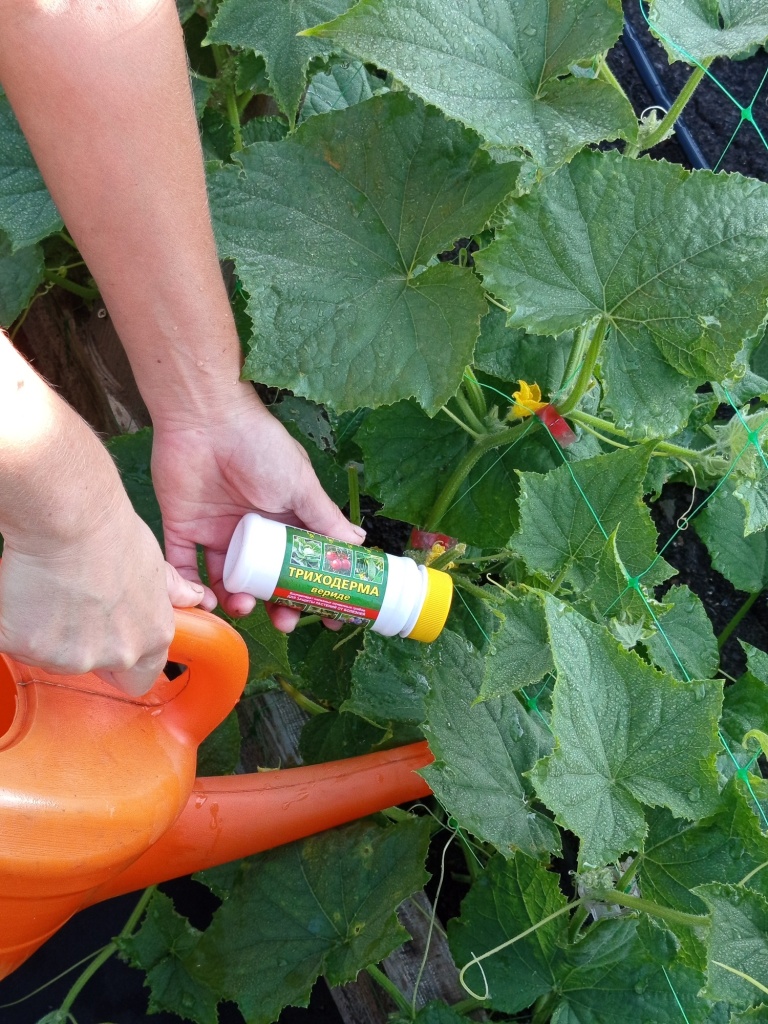 06. Дополнительное внесение триходермы под корень — хорошая профилактика грибных болезней.jpg