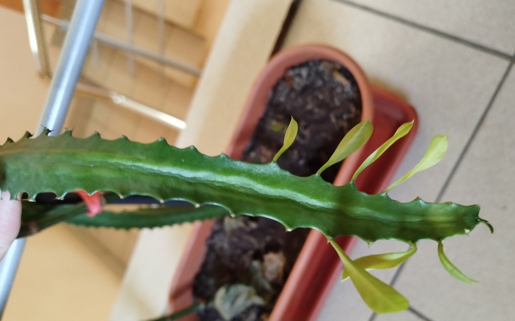 Молочай треугольный.jpg