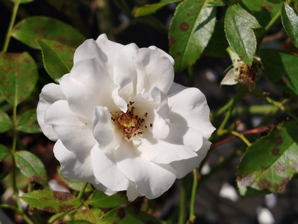 Роза флорибунда Карт Бланш.jpg