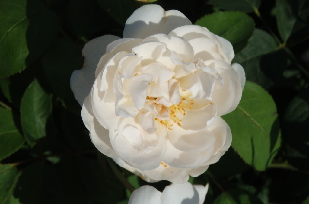 Роза Остина Винчестер Кафедрал.JPG